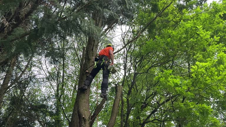 Myrtletown, CA Tree Removal and Landscaping Services Company